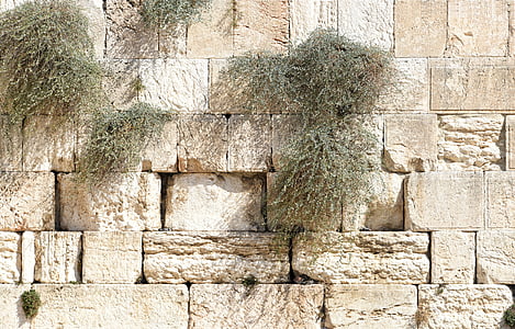 green plant on brown brick walling thumbnail