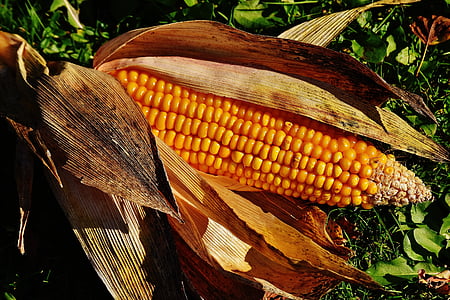 corn on green grass thumbnail