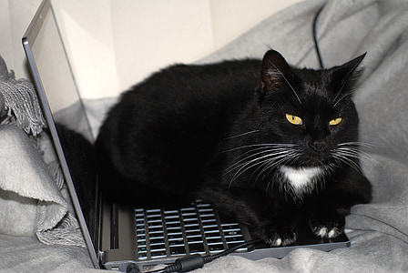 black tuxedo cat lying on black laptop computer thumbnail