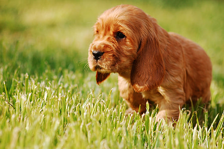 puppy on grass thumbnail