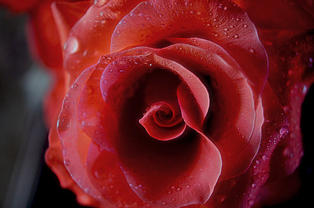 red rose flower in close-up photography thumbnail
