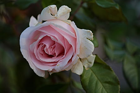 pink rose in close-up photo thumbnail