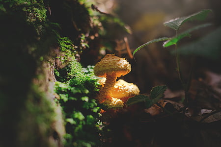 shallow focus photography of orange mushrooms thumbnail