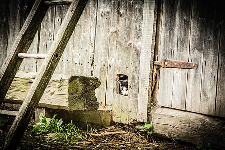 cat peeking out wooden wall thumbnail
