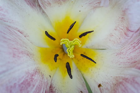 Yellow and White Flower thumbnail