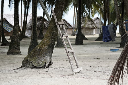 brown wooden ladder on coconut tree thumbnail