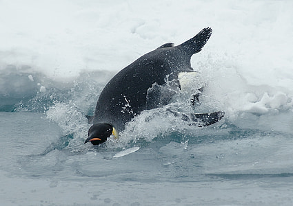 photo of penguin near body of water thumbnail