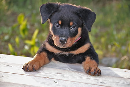 mahogany Rottweiler puppy on focus photo thumbnail