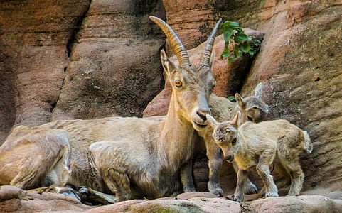 brown antelope sitting on rock formation during daytime thumbnail