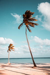 two palm tree on seashore during daytime thumbnail
