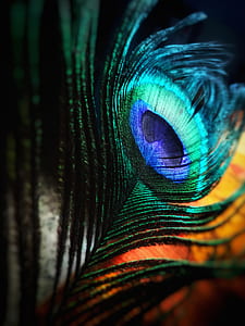 Green and Blue Peacock Feather thumbnail