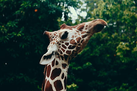 Selective Focus Photography of Giraffe Head thumbnail
