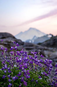 shallow focus photography of purple petal flowers thumbnail