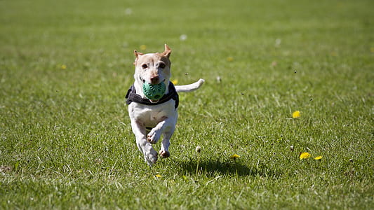 field, animal, dog, pet thumbnail