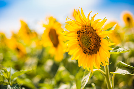 Bees Working on a Big Colorful Sunflower thumbnail