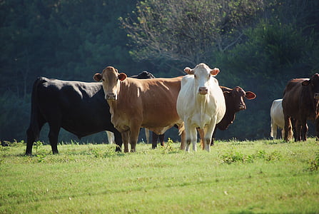 photo of cattle of cows thumbnail