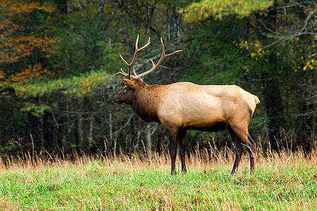 beige buck near trees thumbnail