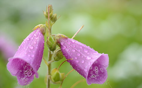 close-up photography of purple flower buds at daytime thumbnail