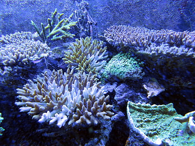 underwater view of seabed thumbnail