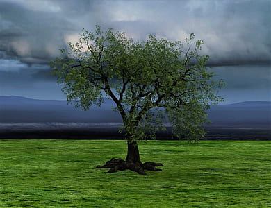 photo of green leafed tree under dark sky thumbnail