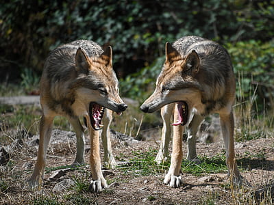 two brown-and-black coyotes thumbnail