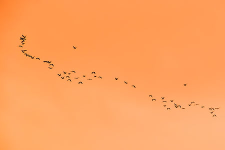 flock of birds thumbnail