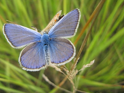 close-up photo of Eastern tailed-blue butterfly perching on plant thumbnail