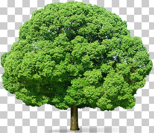 Tree , Green Tree , green leafed tree illustration PNG clipart