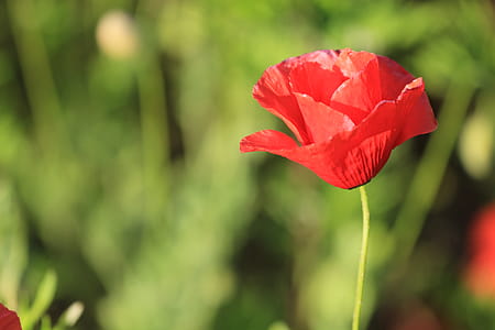 Red Poppy Flower thumbnail