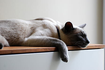 cat sleeping on wooden board thumbnail
