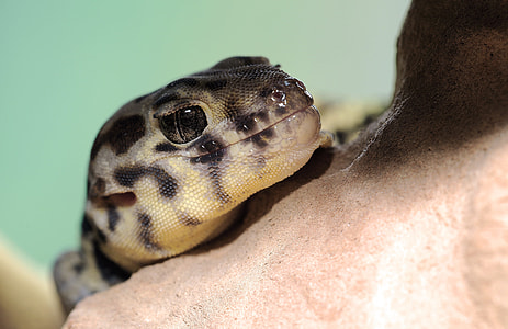 black and gray leopard gecko thumbnail
