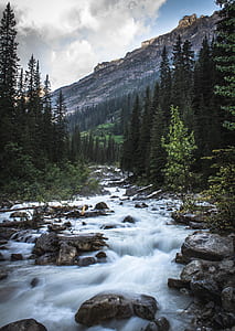 streams surrounded by green trees during daytime thumbnail
