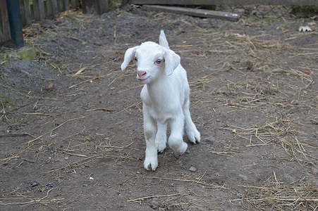 white kid goat on ground thumbnail