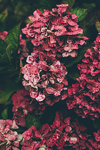 assorted red flowers during daytime thumbnail