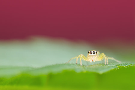 green jumping spider thumbnail