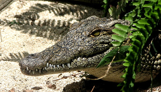 close view of alligator thumbnail