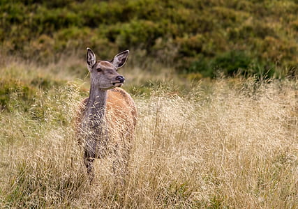 brown deer standing outdoors thumbnail