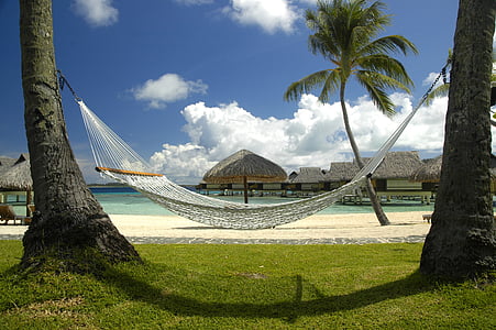 white hammock between palm trees thumbnail