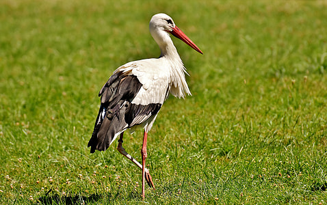 white and black stork thumbnail