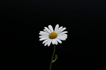 white daisy flower with black background thumbnail