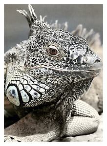 close-up photo of white and gray lizard thumbnail