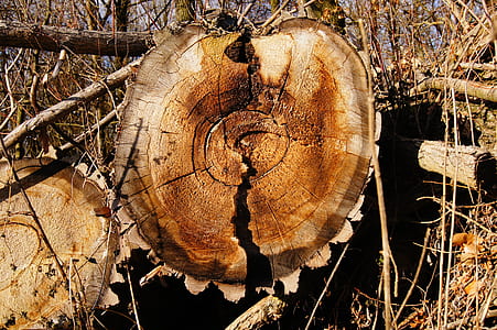 cutted wood log thumbnail