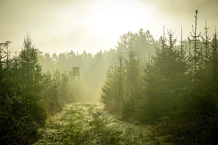 green forest trail with smoke thumbnail