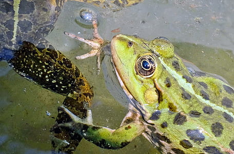 green frog thumbnail