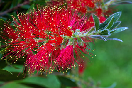close-up photo of red bottle brush plant thumbnail