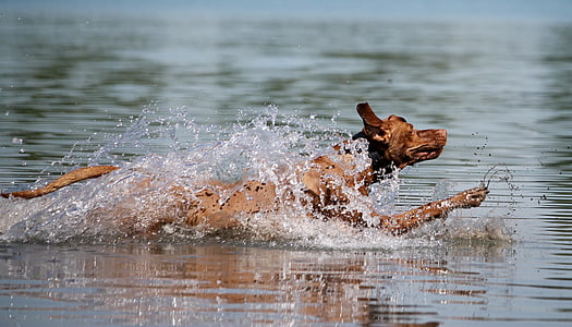 Vizsla dog running across the wter thumbnail