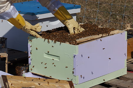 person nurturing bees thumbnail
