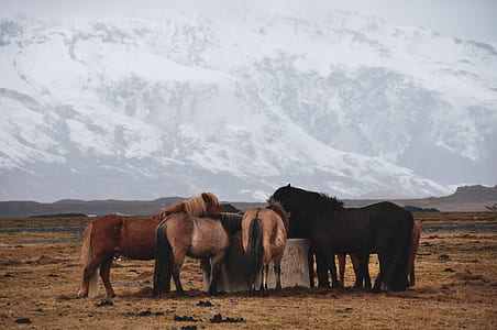 four black, brown, and gray horses on the field thumbnail
