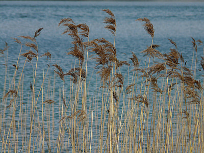 Reed, Phragmites Australis thumbnail