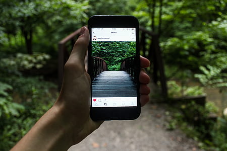 person holding smartphone showing bridge near trees thumbnail